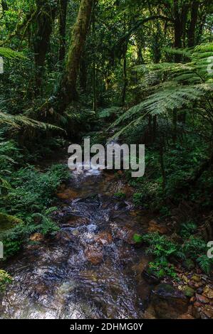 La foresta pluviale e un piccolo ruscello nel Parco Nazionale impenetrabile di Biwindi, Uganda. Foto Stock