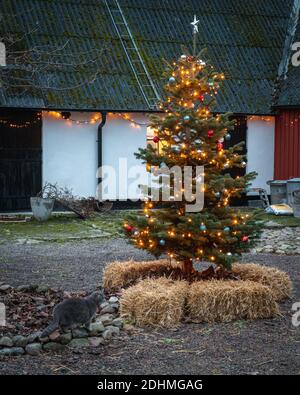 Albero di Natale in fattoria rurale con gatto a piedi Foto Stock