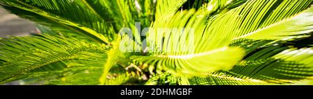 (Fuoco selettivo) splendida vista di una pianta verde di Cycas. Foto Stock