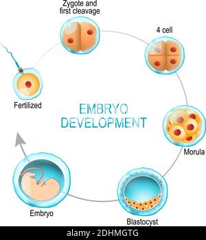 Sviluppo embrionale. Dalla fecondazione allo zigote, morula e blastocisti. Diagramma vettoriale per uso medico, educativo e scientifico Illustrazione Vettoriale