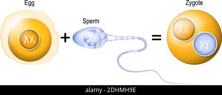 Concimazione. Lo zigote è un uovo più sperma individui geneticamente diversi. Fusione di due gameti aploidi per formare uno zigote diploide Illustrazione Vettoriale