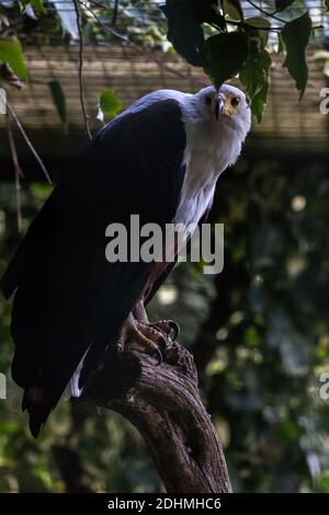 African Fish Eagle Haliaeetus Vocifer arroccato su un ramo di albero e guardando la fotocamera in una gabbia Foto Stock