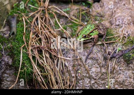 Green Pool Frog Rana Lessonae in piedi su un'erba bagnata vicino al fango Foto Stock