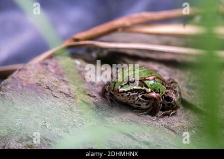 Green Pool Frog Rana Lessonae poggiato su una pietra la riva tra le foglie Foto Stock