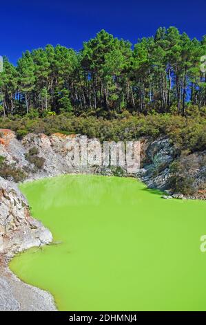 Il Devil's bagno, Wai-O-Tapu Thermal Wonderland, Rotorua, Baia di Planty Regione, Isola del nord, Nuova Zelanda Foto Stock