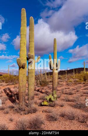 Bellissimi e molto vecchi esemplari di cactus di Saguaro (Carnegiea gigantea) nel Monumento Nazionale di Organ Pipe Cactus, Arizona meridionale. Foto Stock