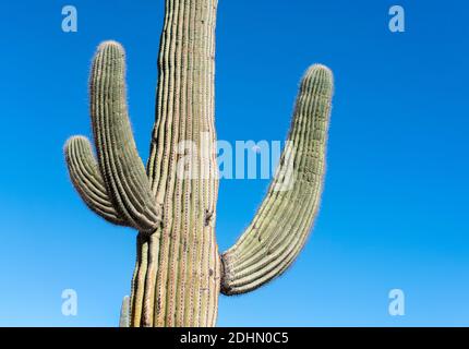 Saguaro luna. Lake Pleasant Regional Park, Arizona, Stati Uniti Foto Stock