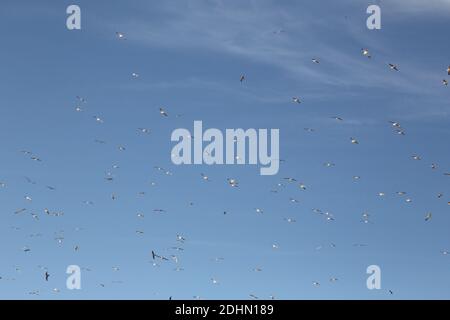 Esplorazione marocchina, Agadir, Costa Foto Stock