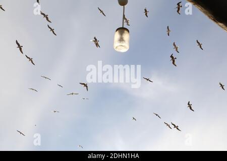 Esplorazione marocchina, Agadir, Costa Foto Stock