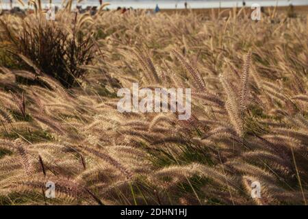 Esplorazione marocchina, Agadir, Costa Foto Stock