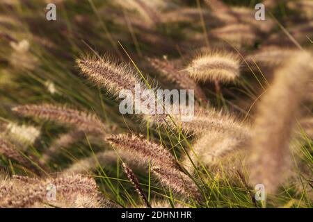 Esplorazione marocchina, Agadir, Costa Foto Stock