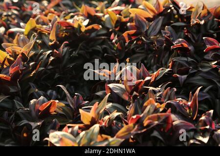 Esplorazione marocchina, Agadir, Costa Foto Stock