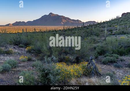 Scena mattutina dal Picacho Peak state Park con cactus e altri arbusti del deserto. Sullo sfondo c'è Newman Peak. Marzo 2020. Foto Stock