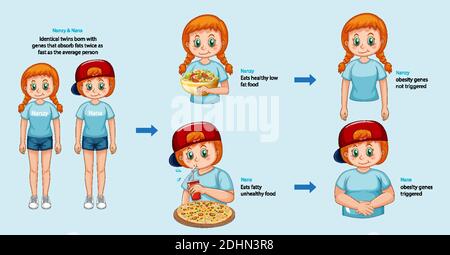 Ruoli dei geni e dell'ambiente. Tessuto adiposo corporeo in due gemelli identici infografica. Illustrazione Illustrazione Vettoriale
