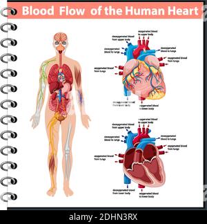 Illustrazione infografica del flusso sanguigno delle informazioni sul cuore umano Illustrazione Vettoriale