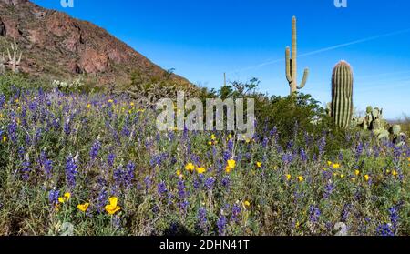 Deserto in fiore con una grande popolazione di 'deert lupin' (Lupin sparsiflorus) al Picacho Peak state Park (Arizona, USA) nel marzo 2020. Foto Stock