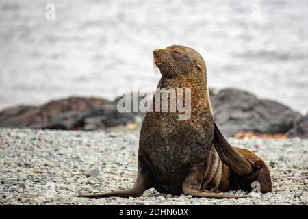 Guarnizione in pelliccia Antartica (Arctocephalus gazella) sulla costa rocciosa. La femmina e il novellame sono molto più piccoli dei grandi maschi, e hanno un pelt grigio con un Foto Stock