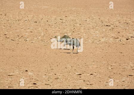 Un paio di reas ad alta quota nella zona del deserto di Atacama delle Ande, Cile Foto Stock