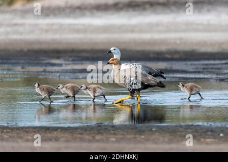 Famiglia di Upland Geese (Chloephaga pitta) da Sea Lion Island, le Falklands. Foto Stock