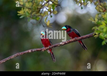 Coppia di boradbillo nero e rosso (Cymbirhynchus macrorhynchos) dal Parco Nazionale Tanjung Puting, Kalimantan, Borneo (Indonesia). Foto Stock