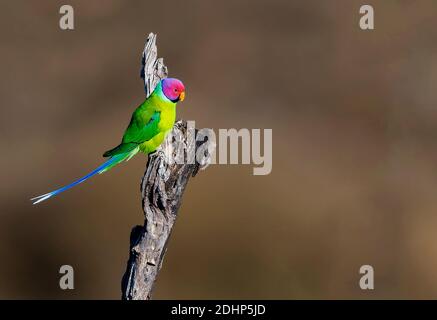 Maschio di prugne a testa di prugne (Psittacula cyanocephala) dal Parco Nazionale di Pench, Madhya Pradesh, India. Foto Stock