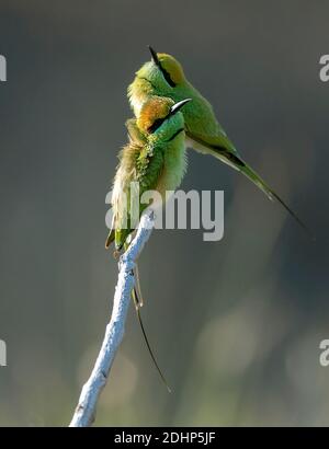 Piccoli allevatori di api verdi (Merops orientalis) dal Parco Nazionale di Pench, Madhya Pradesh, India. Foto Stock