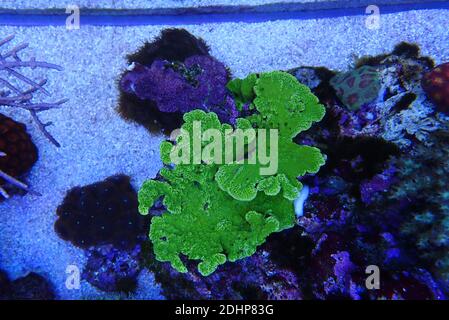 Ultra macro shot su Montipora polyps sps corallo frag Foto Stock