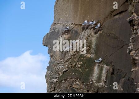 I kittiwakes (Rissa tridactyla) nidificano nella scogliera degli uccelli a Bulbjerg, Jylland settentrionale, Danimarca. Si noti il capo indiano alla lesft. Foto Stock