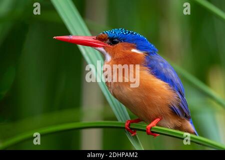 Malachite Kingfisher (Alcedo cristata) nella foresta di papiri di Zimanga Riserva privata, Sudafrica. Foto Stock