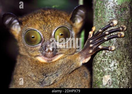 Western Tarsier, Cephalopachus bancanus, da Danum Valley, Sabah Borneo. Foto Stock