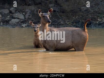 Sambar deers (Rus unicolor) in uno stagno in Tadoba NP, India. Foto Stock