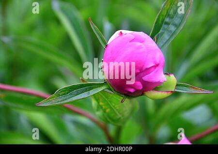 Pony rosa Bud non aperto, nel giardino primo piano fiorisce in primavera sullo sfondo di un prato verde. Macro fotografia di una formica su un peloso Bud. Foto Stock