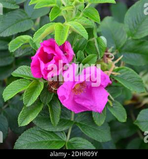Fiore di rosa, nitidus di rosa. Wild Bush rosa. Fiore rosa in fiore nel giardino. Rosa Bush rosa fiore nel giardino. Foto Stock
