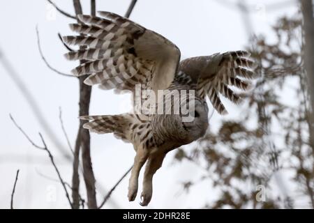 Gufo sbarrato al Presquile Park Foto Stock