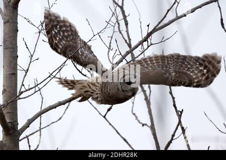 Gufo sbarrato al Presquile Park Foto Stock