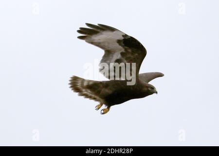 Morph bruno scuro del falco con zampe ruvide Foto Stock