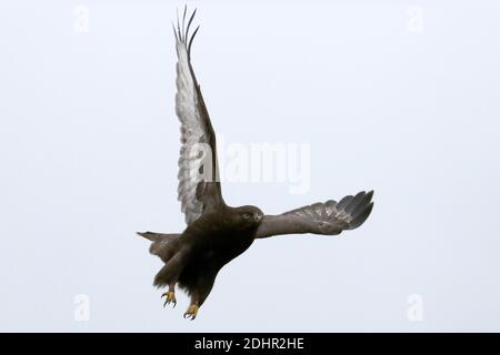 Morph bruno scuro del falco con zampe ruvide Foto Stock