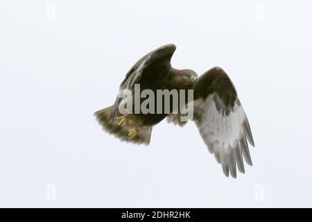 Morph bruno scuro del falco con zampe ruvide Foto Stock