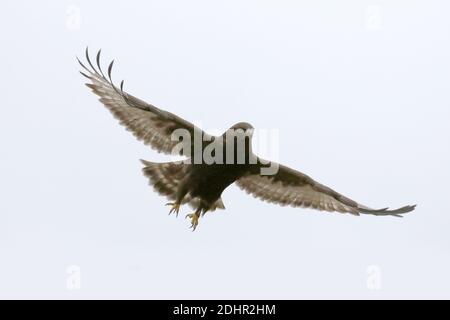 Morph bruno scuro del falco con zampe ruvide Foto Stock