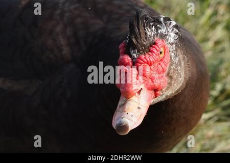 Anatre di Muscovy Foto Stock