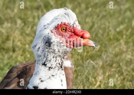 Anatre di Muscovy Foto Stock