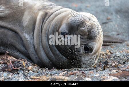 Novellame dell'Elefante Meridionale (Mirounga leonina) a Elephant Point, Isola di Livingston, Antartide Foto Stock