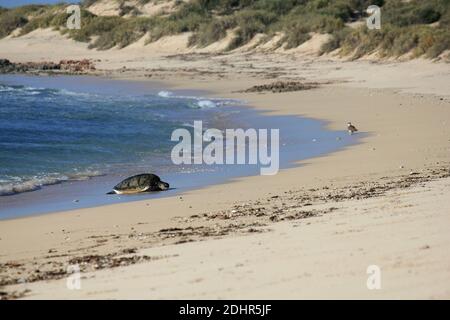 Tartarughe di mare verde che riposano su una spiaggia durante la stagione dell'allevamento nella barriera corallina di Ningaloo, Australia occidentale Foto Stock