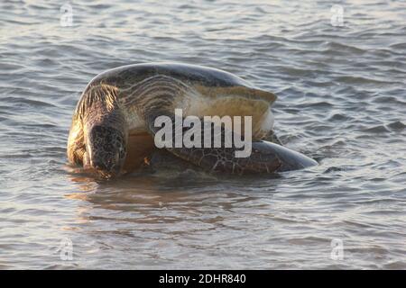 Tartarughe di mare verde che si accoppiano nella barriera corallina di Ningaloo, Australia occidentale. Foto Stock