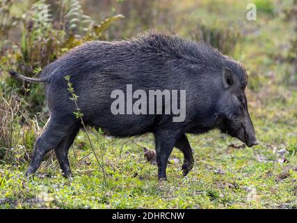 Cinghiale (Sus scrofa) dal Parco Nazionale di Kaziranga, Assam, India nord-orientale. Foto Stock