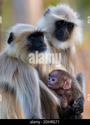 Famiglia di langur grigio nel Parco Nazionale di Pench, Madhya Pradesh, India. Foto Stock