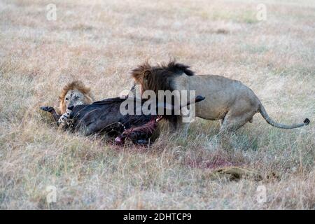 Due leoni maschi (Panthera leo) che si nutrono di un wildebeest appena ucciso a Maasai Mara, Kenya. Foto Stock