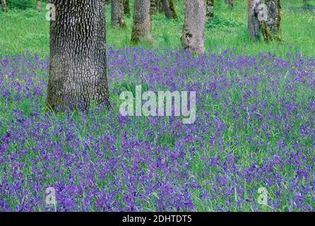 Camas comuni (Camassia quamash) in boschetto di querce, Bushs Pasture Park, Salem, Oregon Foto Stock