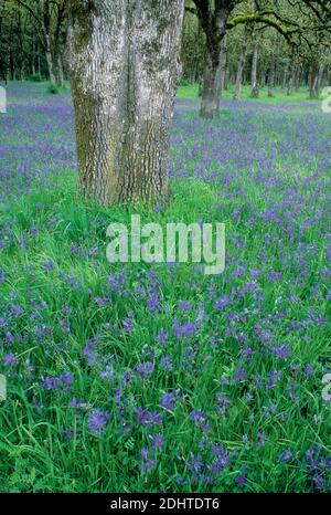 Camas comuni (Camassia quamash) in boschetto di querce, Bushs Pasture Park, Salem, Oregon Foto Stock