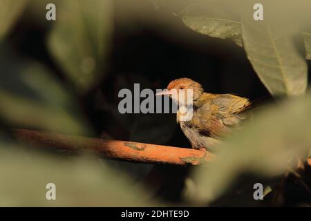 un taorbird comune (ortotomus sutorius) all'interno di un cespuglio in una foresta pluviale, bengala occidentale, india Foto Stock